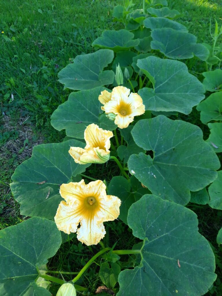 Fleur Potimaron