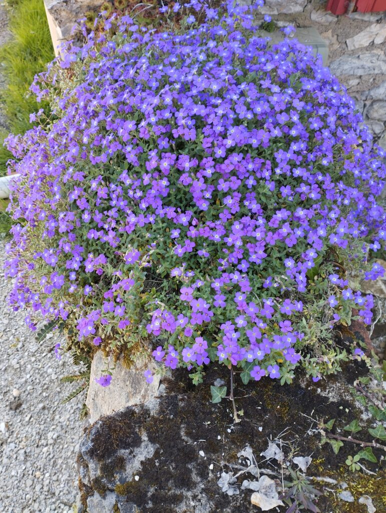Violette